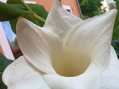 Magnolia macrophylla šácholan velkolistý